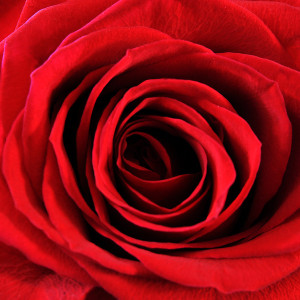 red-roses-17670-red-rose-close-up-pv